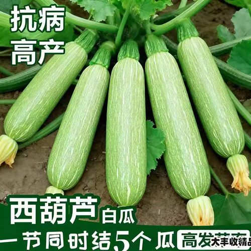 早青西葫芦种子高产易种阳台盆栽