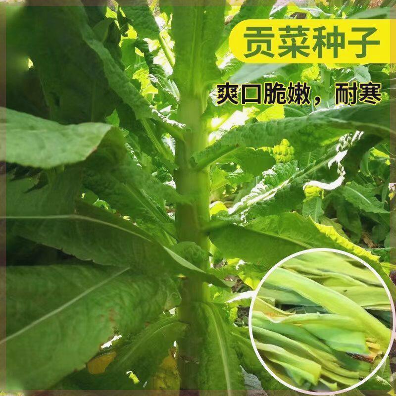 贡菜种子爽脆耐寒耐热响菜山蛰菜四季农家菜园蔬菜种粒四季种植
