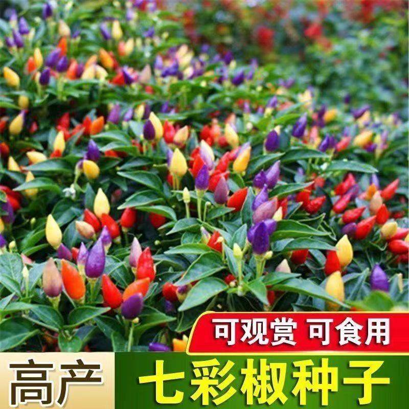 【七彩椒种子】四季新鲜正品五彩椒特辣型正宗带壳辣椒子室内阳台