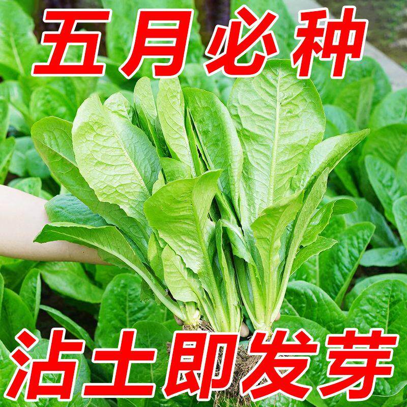 孔雀菜种子不生虫不打药