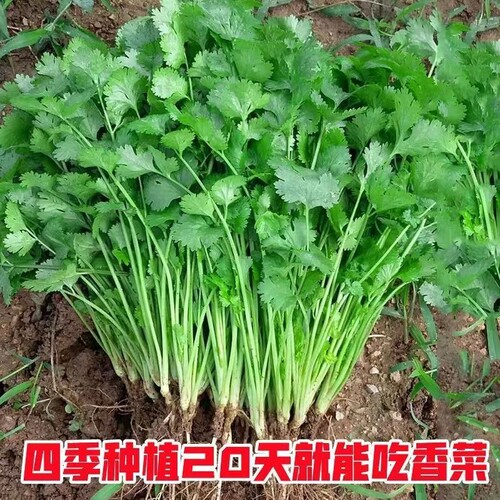 春蝶浓香大叶香菜种子四