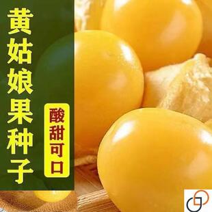 黄菇娘果种子灯笼果黄姑娘果种籽东北浆果野生水果种孑阳台盆栽