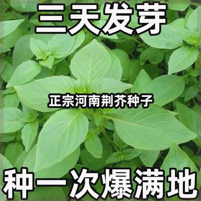 大叶荆芥种子河南荆芥种子四季耐热抗病阳台盆栽蔬菜荆芥菜种子