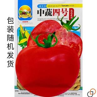 【甜西红柿高】NCW中蔬四号大果红皮番茄薄超产大田蔬菜水果