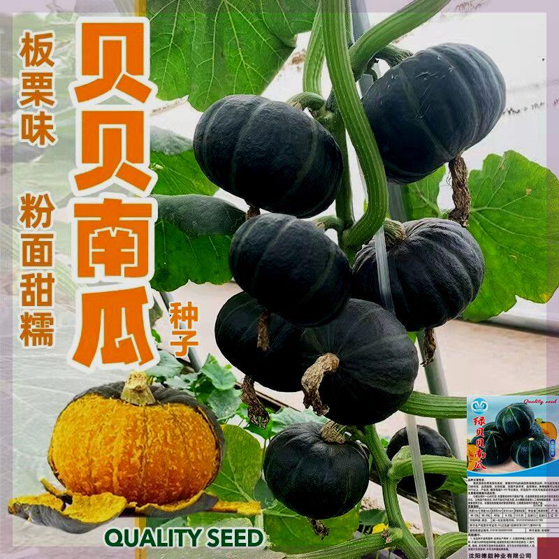 正宗贝贝南瓜板栗南瓜种种子甜糯超甜南瓜种子早熟新品种蔬菜种子