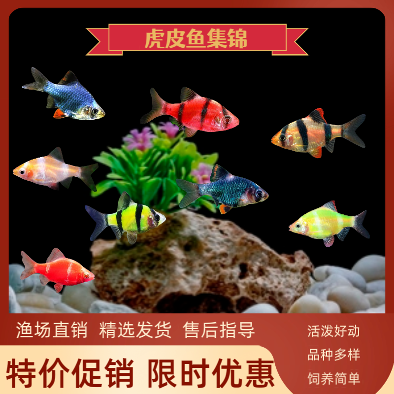虎皮鱼观赏鱼热带鱼荧光青苹果虎皮绿虎皮活体鱼宠物鱼新手闯缸鱼