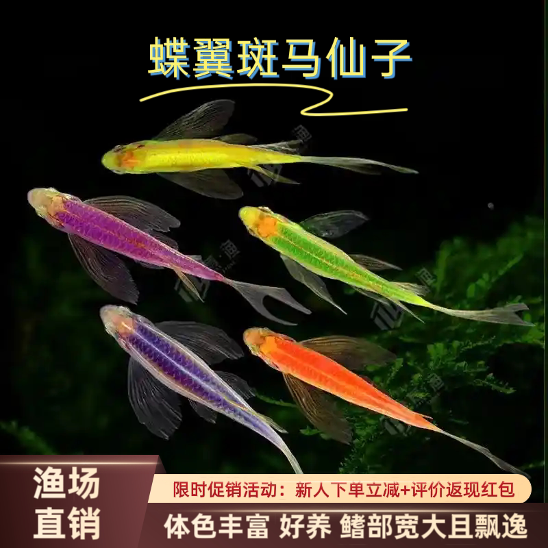 蝶翼斑马鱼热带观赏鱼活体淡水好养耐活小型活体鱼种鱼苗不打氧