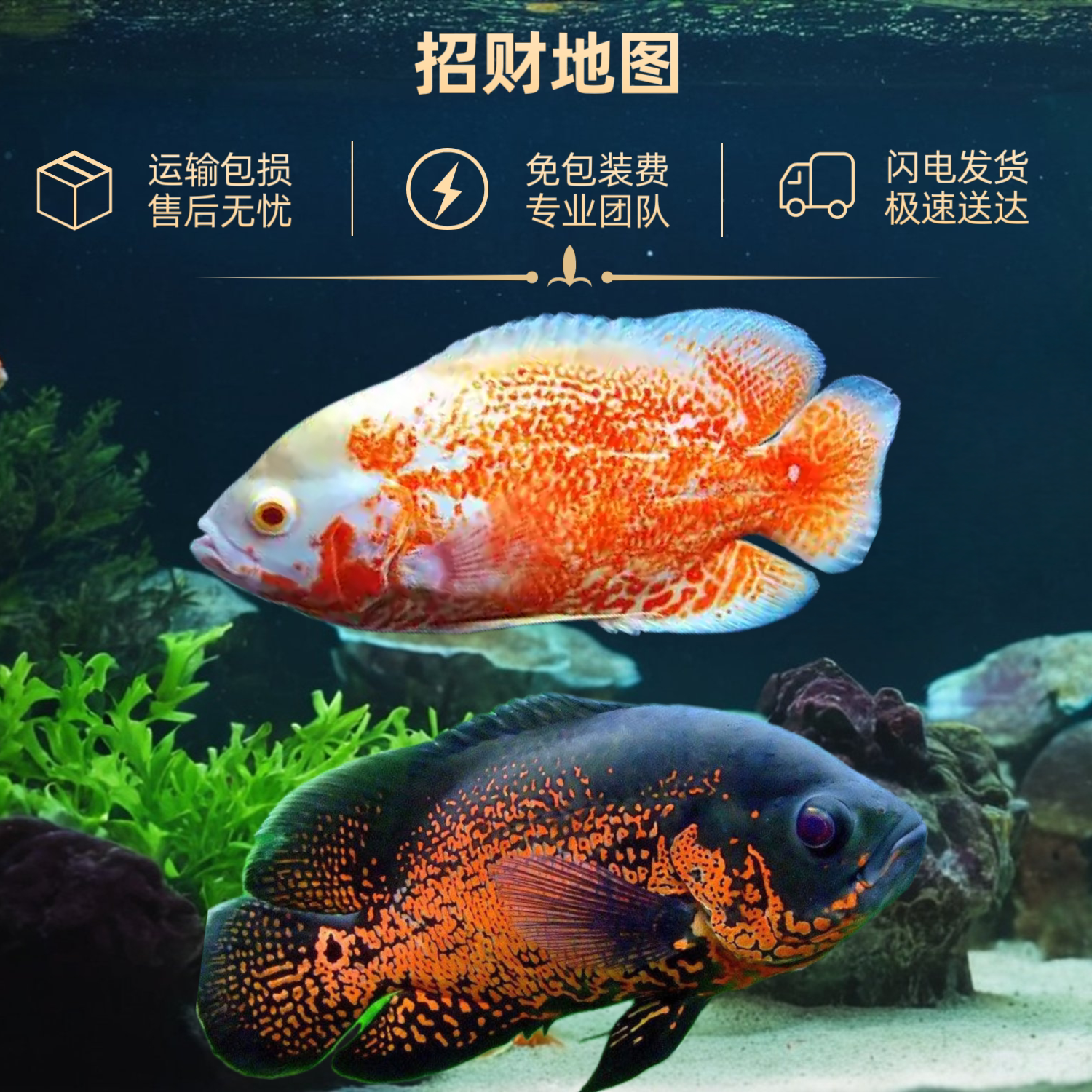 大型热带鱼黑地图鱼白地图鱼活体风水鱼发财鱼招财神鱼热带观赏鱼