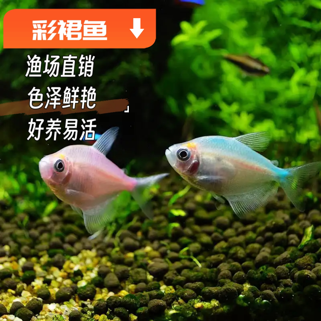 彩裙鱼柠檬天使鱼七彩群鱼扯旗鱼热带鱼活体群游观赏鱼草缸鱼包活