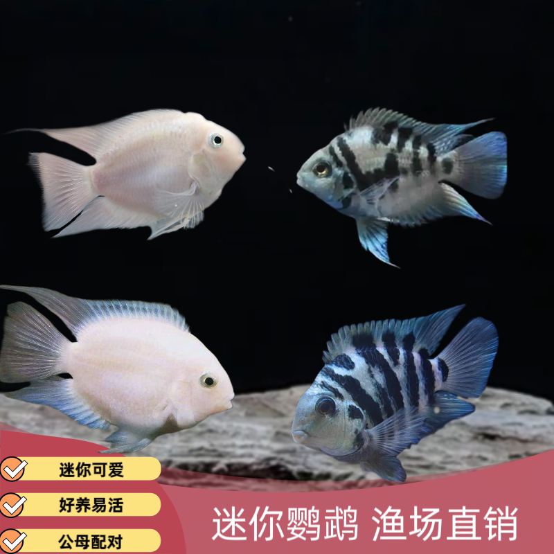 热带观赏鱼迷你鹦鹉鱼短鲷白金可繁殖好养新手可养耐活淡水活体鱼
