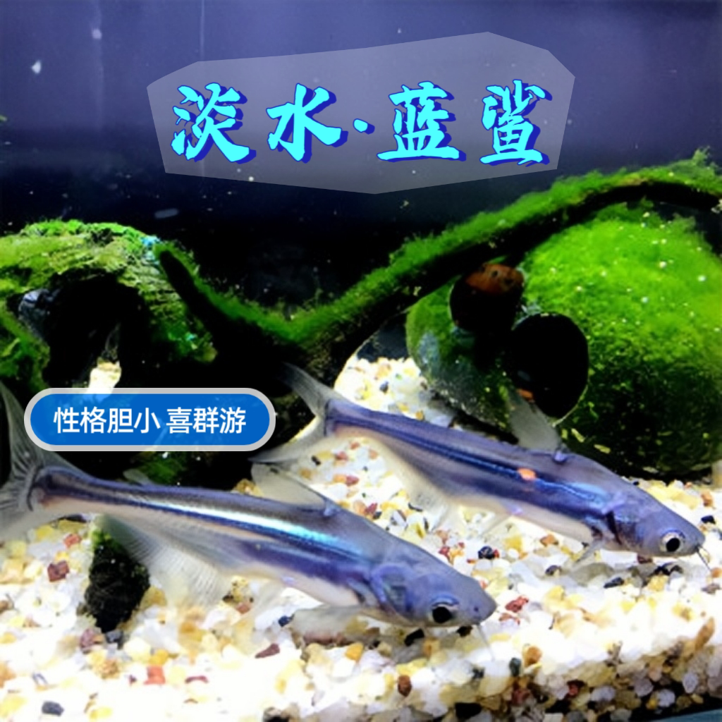 精品蓝鲨 活体观赏鱼热带淡水无攻击性 可混养群游鱼中大型鱼清洁