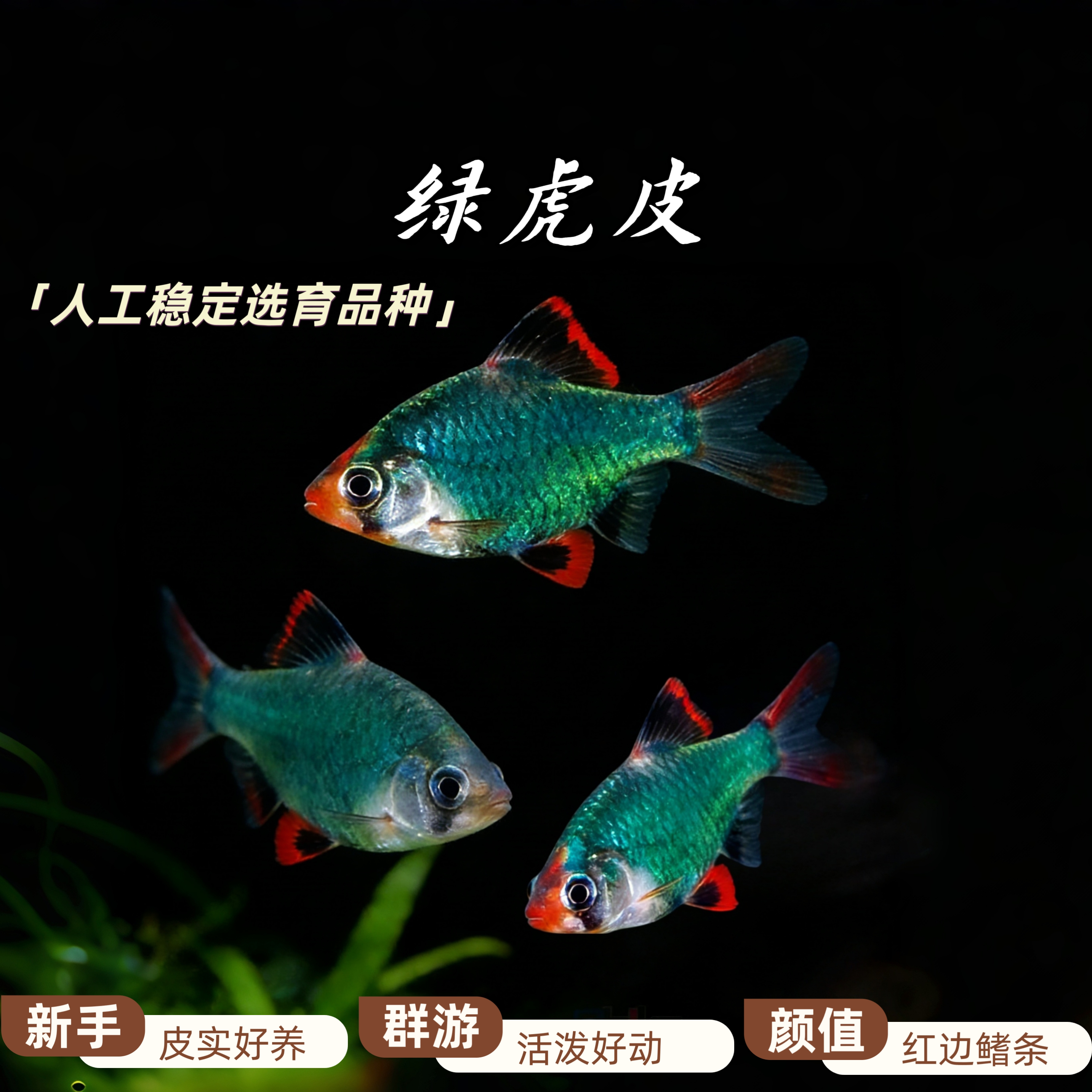 绿虎皮鱼活体热带观赏鱼草缸群游好养耐活新手入门 渔场直发 包活