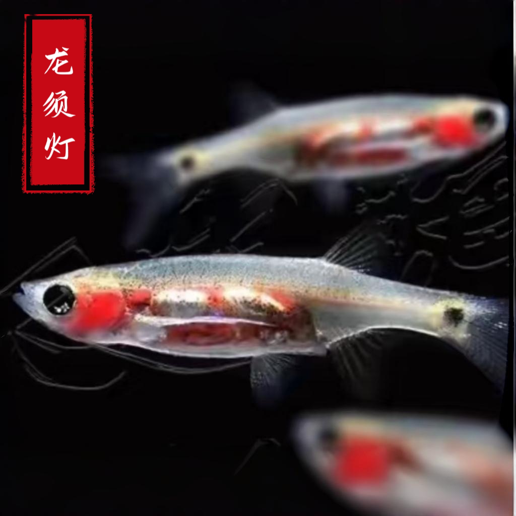 龙须灯鱼热带鱼淡水鱼观赏鱼草缸鱼缸鱼活体鱼好养易活新手练手鱼