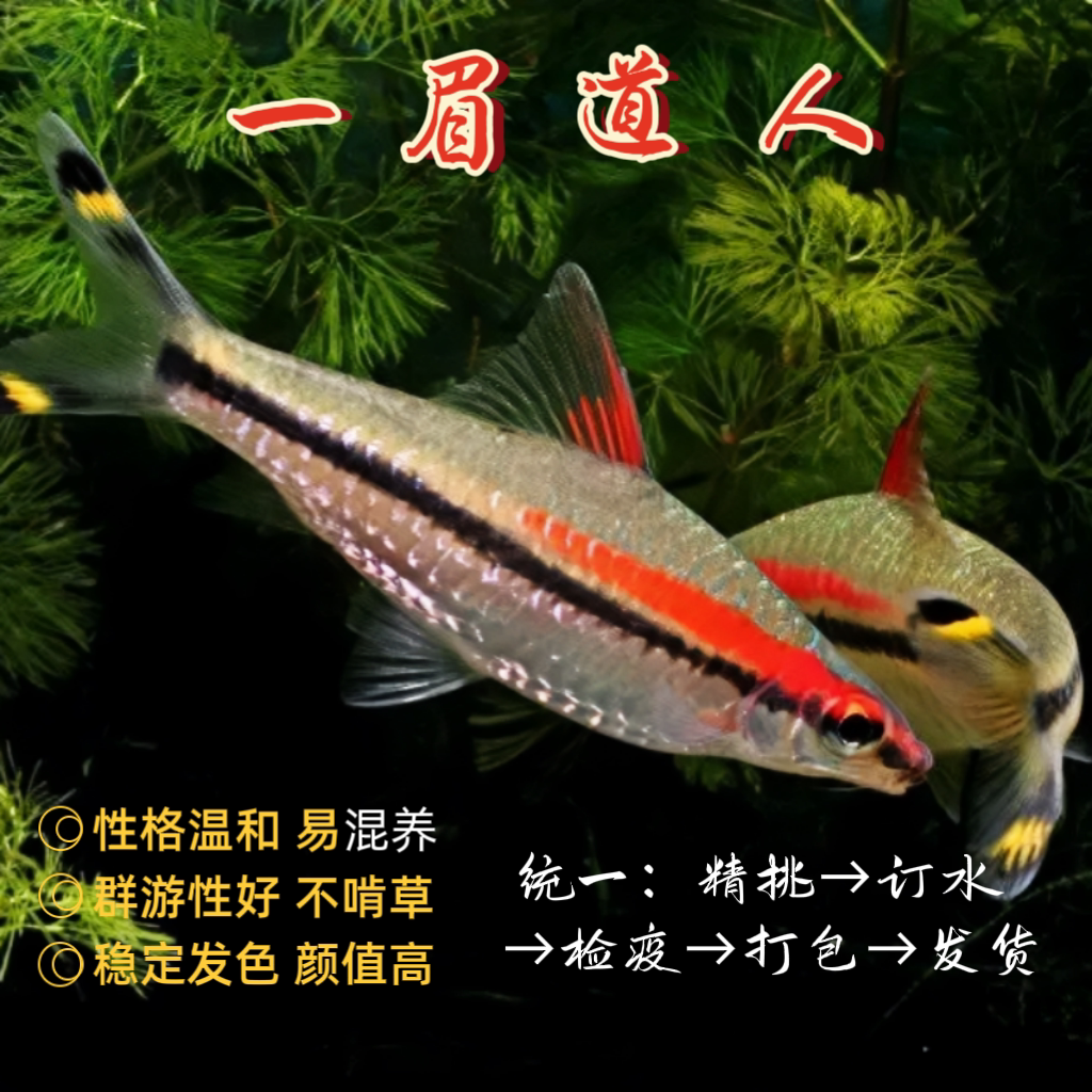 一眉道人黑影道人鱼红眉鱼小型淡水草缸灯科鱼热带观赏鱼活体群游