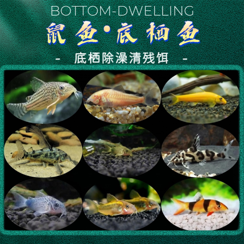 鼠鱼笑脸猫琵琶鱼老鼠鱼白老鼠花老鼠珍珠金苔鼠三线豹热带鱼活体