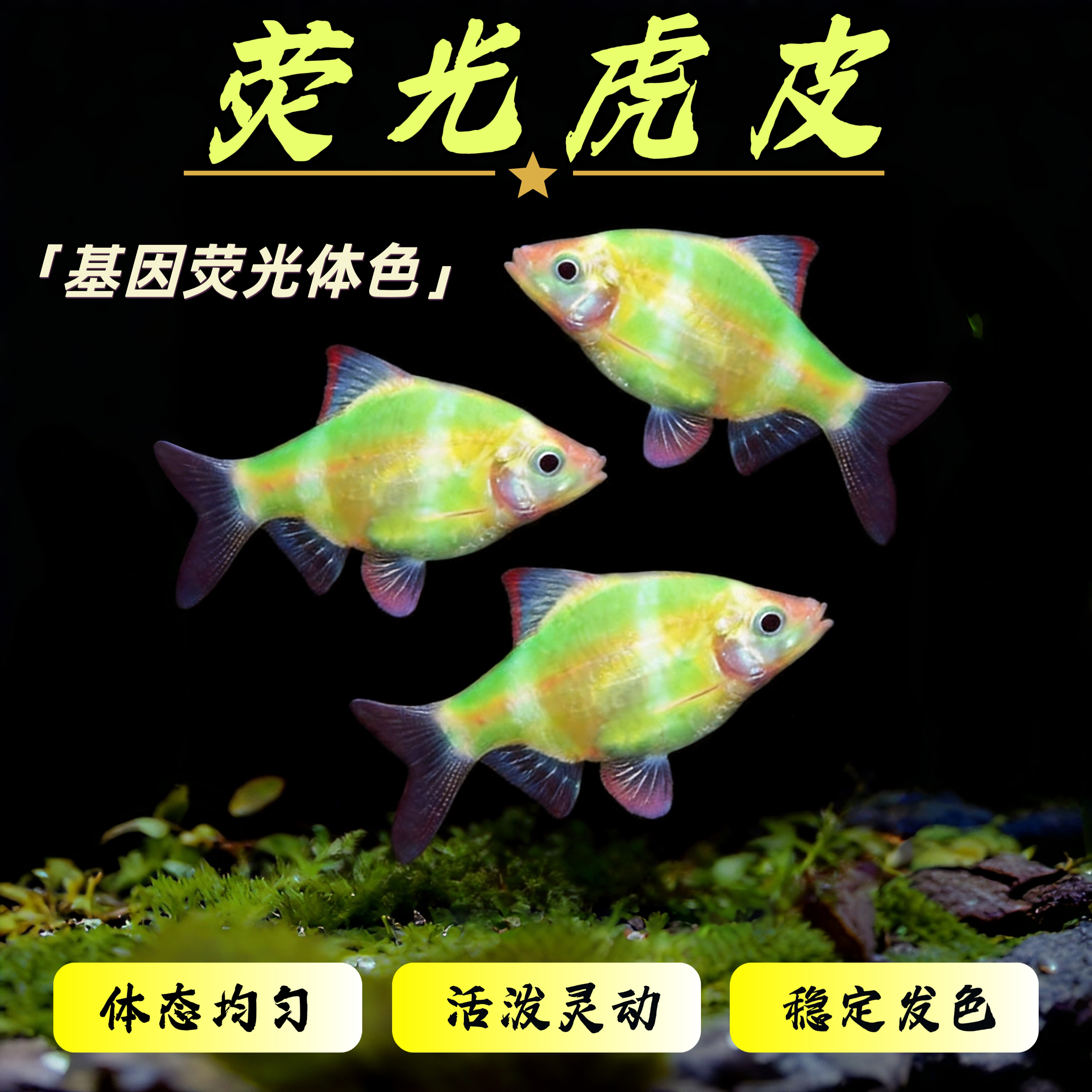荧光虎皮鱼活体观赏鱼热带淡水无攻击性易混养群游鱼包损好养耐活