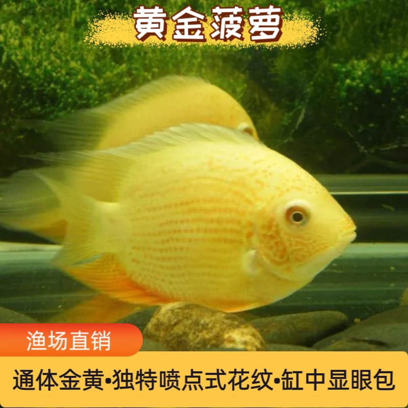 钻石菠萝帝王虎斑绿巨人德州豹球体黑云鱼喷点菠萝鱼活体菠萝鱼苗