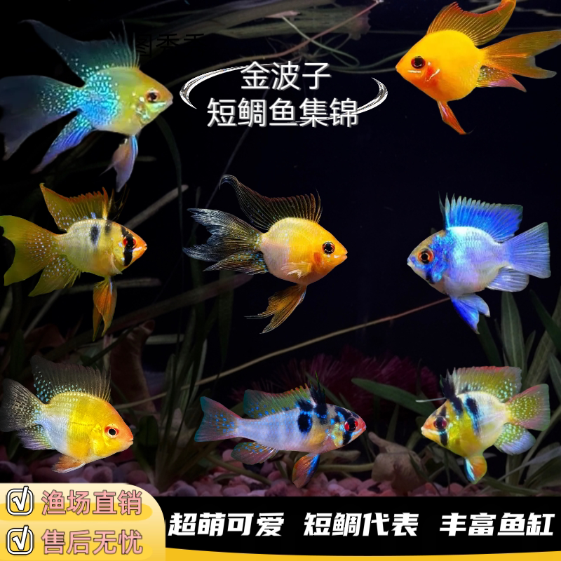金波子阿凡达蓝波子荷兰球桃心长尾短鲷凤凰小型热带鱼淡水鱼活体 - 实物图