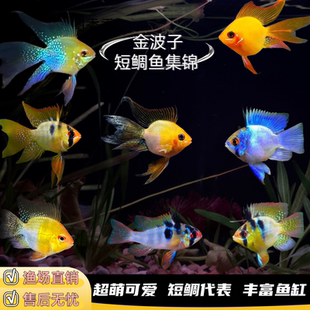 金波子阿凡达蓝波子荷兰球桃心长尾短鲷凤凰小型热带鱼淡水鱼活体