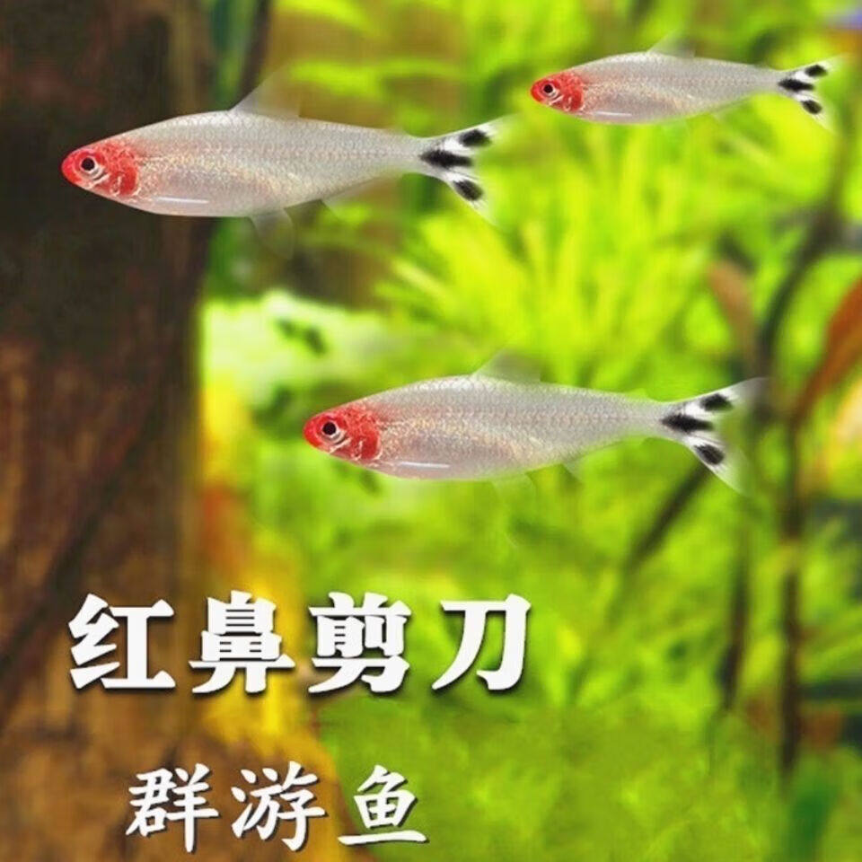 红鼻剪刀鱼活体草缸热带观赏淡水黑尾大勾灯科小型红肚红绿灯群游