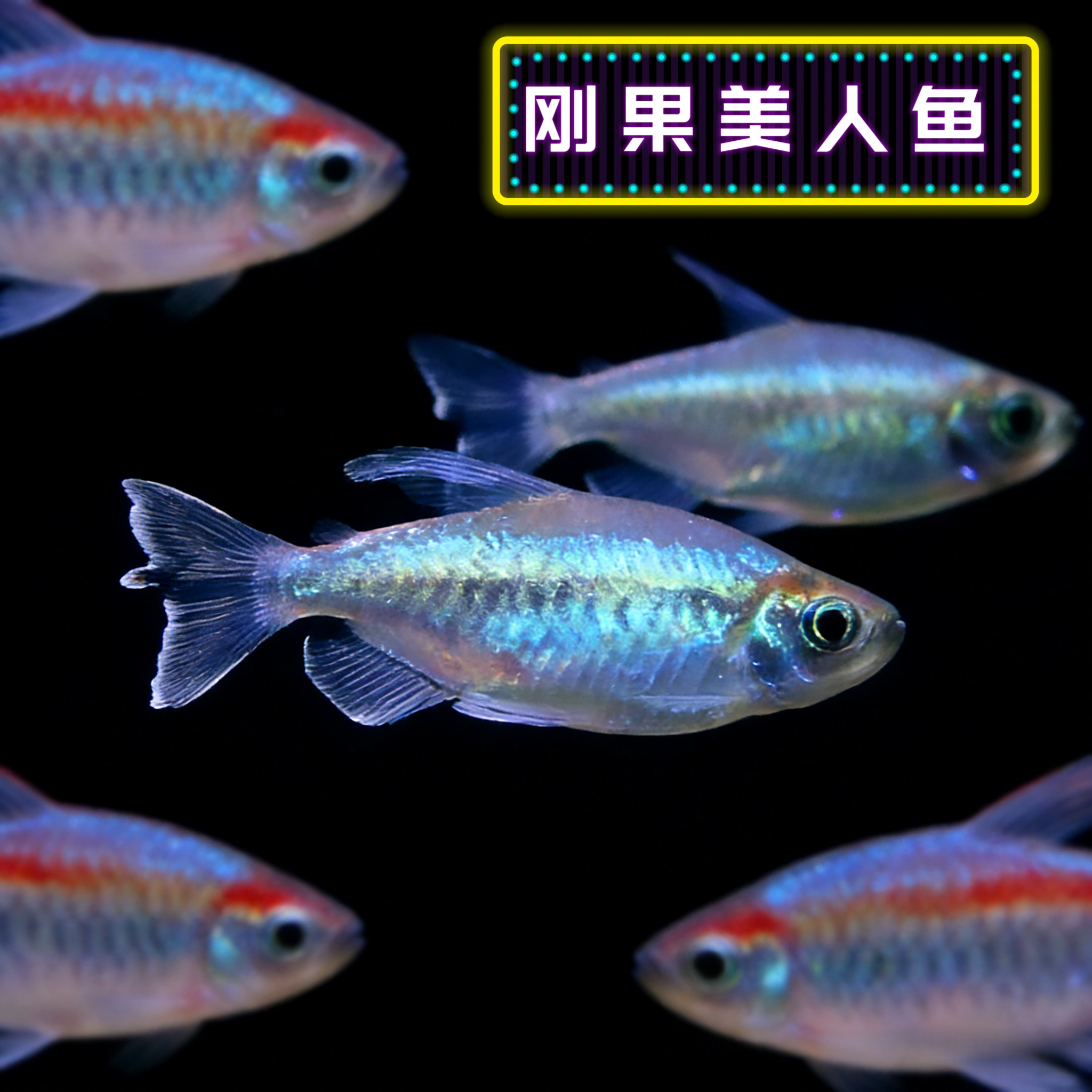 刚果美人鱼热带观赏鱼扯旗鱼电光苹果鸽子美人中型草缸群游淡水鱼
