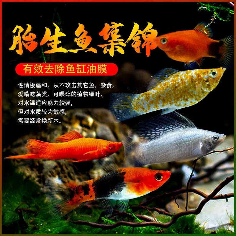 胎生鱼金银黑皮球玛丽鱼热带观赏鱼月光鱼孕母临产小型宠物活体鱼