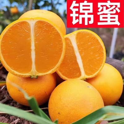 纯甜锦蜜冰糖橙当季现摘超甜多汁
