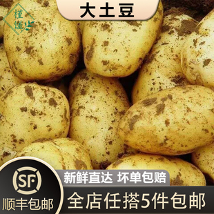 洋芋薄皮粉面黄心农家马铃薯辅食食材 大土豆约1000g 槿馐