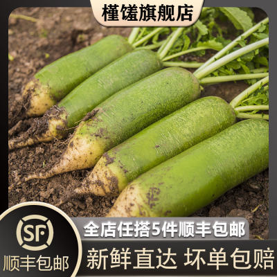 【槿馐】青萝卜1000g 新鲜水果萝卜沙窝萝卜甜脆生吃当季蔬菜