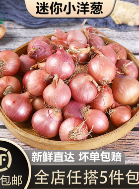 【槿馐】迷你小洋葱500g 新鲜生吃东北毛葱朱葱鬼子葱小圆葱