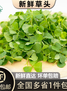 【槿馐】新鲜草头500g上海本地农家三叶菜金花菜野菜新鲜蔬菜