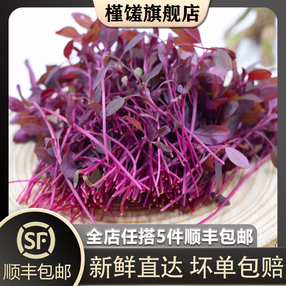 【槿馐】火红苗1盒 新鲜安曼红斯卡纳苗可食用芽苗菜摆盘装饰