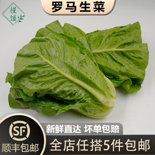 散叶罗马生菜新鲜蔬菜沙拉食材