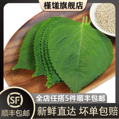 【槿馐】新鲜苏子叶100g 东北紫苏叶大苏子叶韩国烤肉包饭泡菜