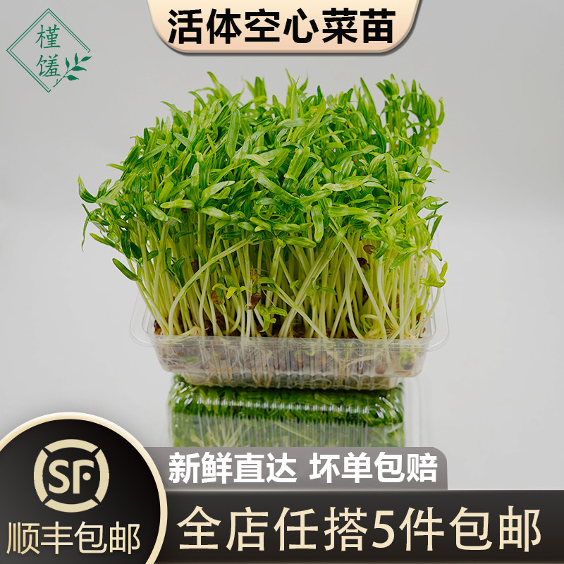 新鲜空心菜苗250g/盒 食用活体水培空心菜嫩芽苗火锅清炒料理蔬菜