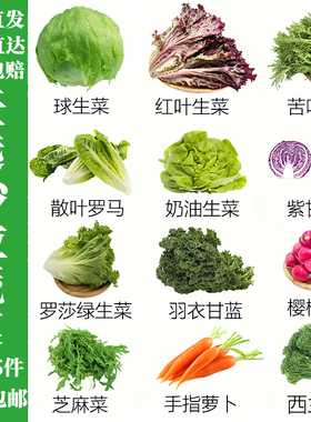 沙拉蔬菜可自选轻食材新鲜混合生菜生吃凉拌轻食西餐专用组合套餐