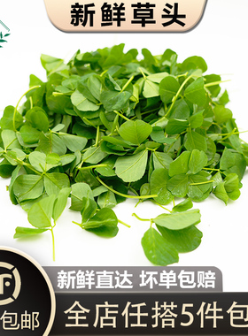 【槿馐】新鲜草头500g 上海本地农家三叶菜金花菜野菜新鲜蔬菜