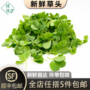 【槿馐】新鲜草头500g 上海本地农家三叶菜金花菜野菜新鲜蔬菜