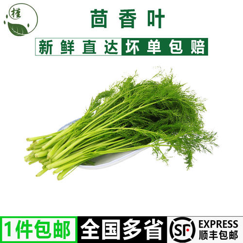 槿sung茴香菜半斤-5斤小茴香