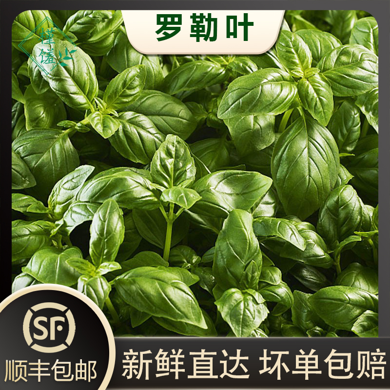 槿馐新鲜香料新鲜采摘西餐香料