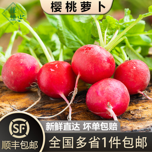 菜新鲜蔬菜小圆萝卜顺丰 迷你小红萝卜 樱桃萝卜5斤 包邮 槿馐