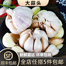 蔬菜白皮紫皮蒜 新鲜干大蒜头500g蒜种籽农家自种当季 槿馐