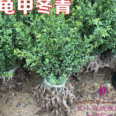 龟甲冬青苗小叶冬青四季常青庭院绿化绿篱笆小苗木龟甲冬青灌木球