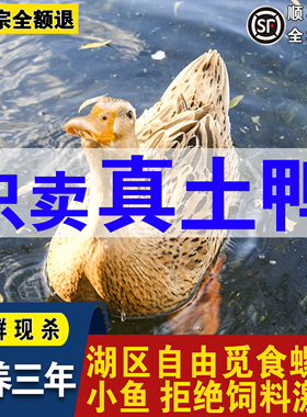 三年老鸭 现杀鸭子 麻鸭 母 鸭肉 生态鸭老鸭子 散养放养水鸭土鸭