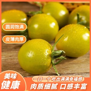 【现摘现发】寿光糖珀琥小番茄绿宝石樱桃圣女果酸甜水果小西红柿