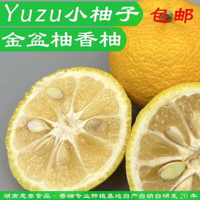 精品特级日本香柚YUZU鲜果香柚