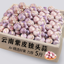 云南独头蒜大蒜头新鲜紫皮独蒜湿大蒜红珍珠干蒜5斤蔬菜当季整箱