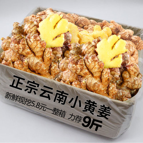 正宗云南小黄姜新鲜生姜老姜