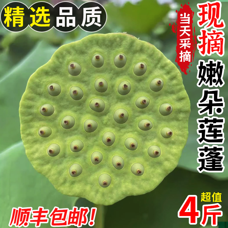 现货新鲜莲蓬现摘生吃4斤新鲜孕妇水果当季蔬菜甜嫩湿莲子米即食