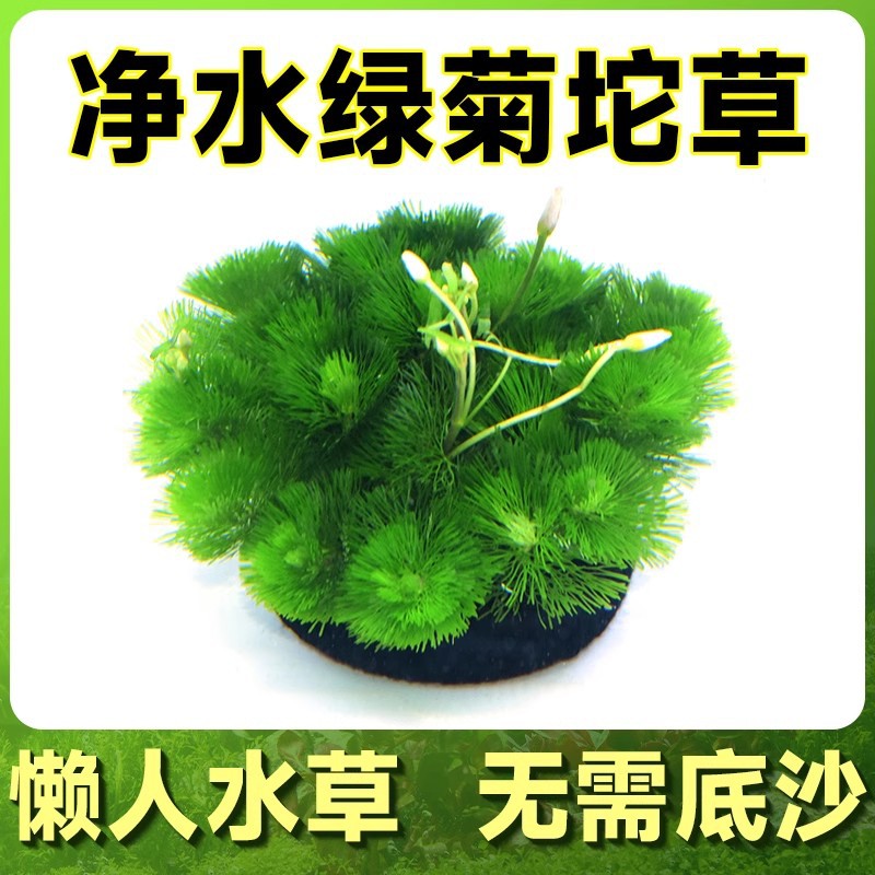 绿菊小坨草缸鱼缸造景真后景水草